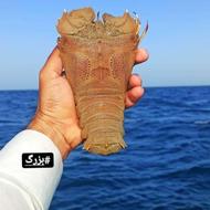 ارسال ماهی سراسرکشور