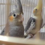 عروس هلندی نر