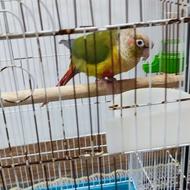 فروش 1 عدد طوطی گرینچیک ماده تخمگذار