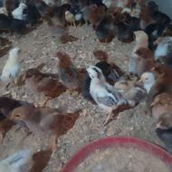 فروش جوجه محلی