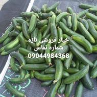 خیار تازه چین کیلو 25