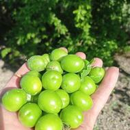 الو گوجه سبز