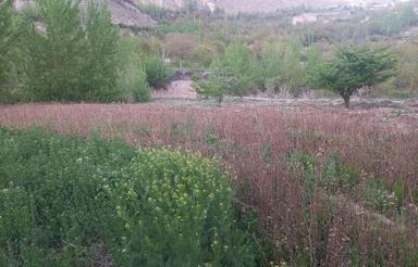 فروش زمین با موقعیت و شرایط بسیار عالی در گزنک
