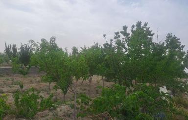 باغچه و باغ