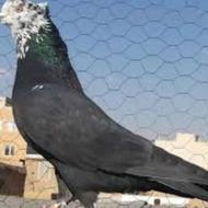 کبوتر کله ماستی
