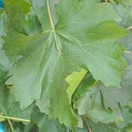 برگ دلمه ای تروتازه