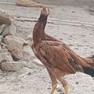 خروس لاری اصیل