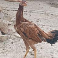 خروس لاری اصیل