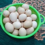 تخم مرغ محلی خانگی خانگی