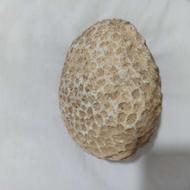 یک عدد سنگ صدفی آکواریوم.