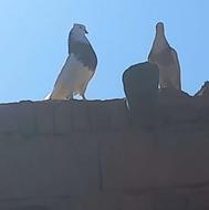 فروش کبوتر