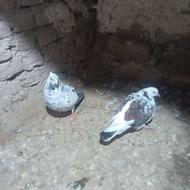 کبوتر سوسک نر