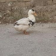 اردک نر بالغ