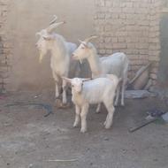 بز نر وماده نژاد سانن