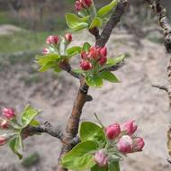 باغ سردرختی برای اجاره میخام.