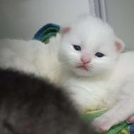 بچه گربه پرشین