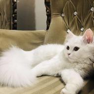 گربه خانگی