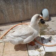 یک اردک نرچاق گوشتی