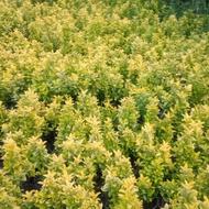 قروش گل شمشاد طلای وسبز
