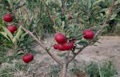 خانه باغ شمال دامغان روستای تویه رودبار
