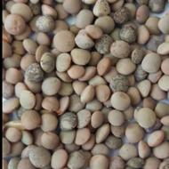 عدس بومی .خوشمزه