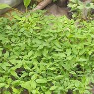 کدو . گوجه خیار محلی
