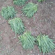 سبزی خوردن تازه