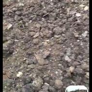 خرید و فروش کود گاوی و گوسفندی
