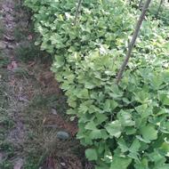 فروش نشا ژینکو