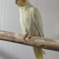 معاوضه عروس هلندی