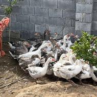 فروش غاز محلی و دورگه