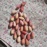 پیوند زدن درخت پسته همه نمونه
