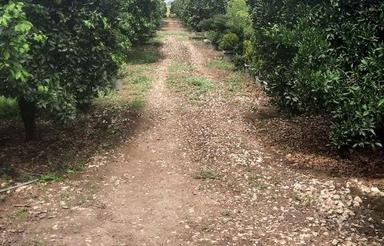 فروش باغ 20 ساله دارای سند تک برگ