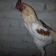 فروش خروس سندی آدرس نگور روستای سماچ