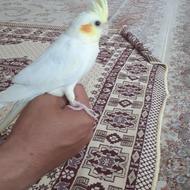 عروس هلندی