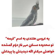 عروس هلندیِ گمشده