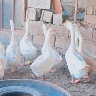 غاز لیندا نروماده