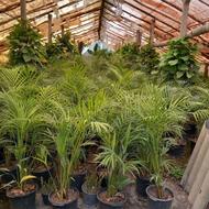 گل اریکا چند بوته