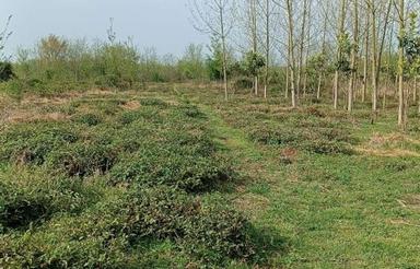 زمین باغی بدون واسطه
