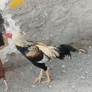 خروس سالم است