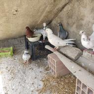 فروش چند عدد کبوتر