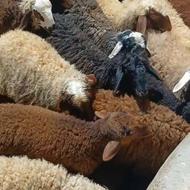 بره نروماده