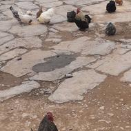 مرغ و خروس کوشین و لهستانی و گلپایگانی