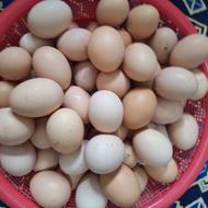 تخم مرغ محلی