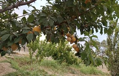 باغ بسیار زیبا و با درختهای پر بازده 6و7ساله