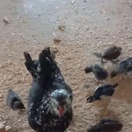 مرغ گلین اصل با جوجه