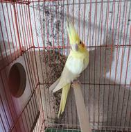 فروش عروس هلندی