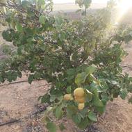8000 متر زمین باغ قره چمن