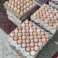 تخم مرغ محلی