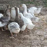 واگذاری جوجه غاز